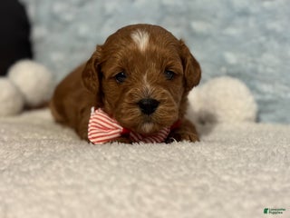 Cavapoo dogs - Ad 10