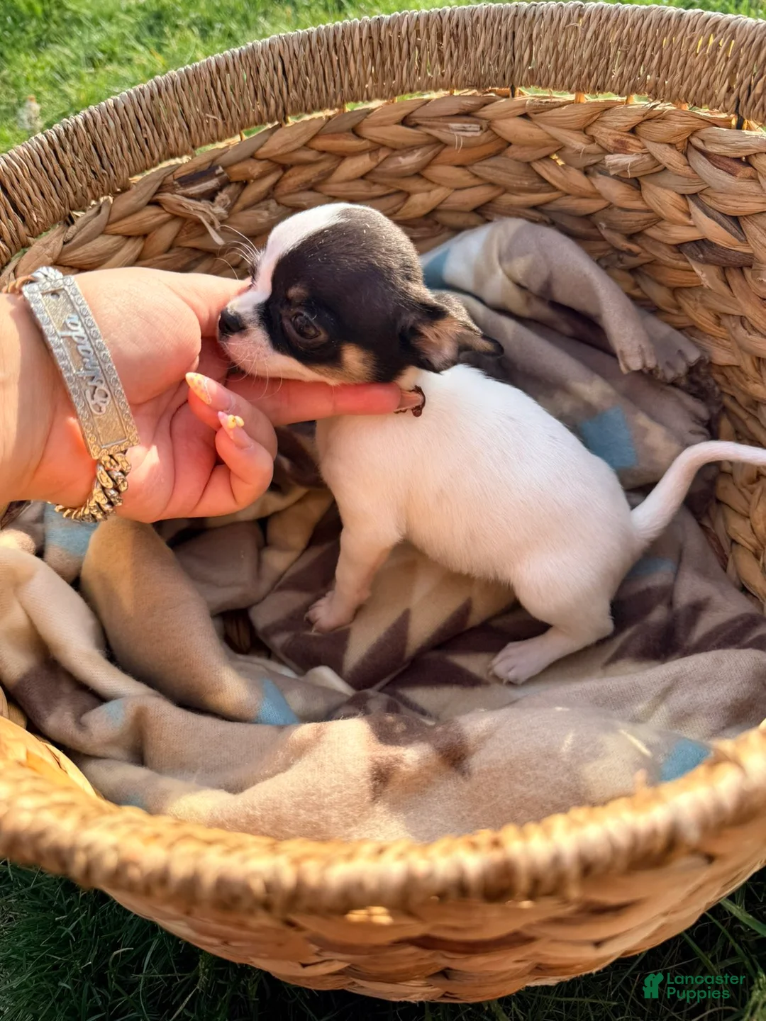 Chihuahua dogs for sale: Female  - Ad 2