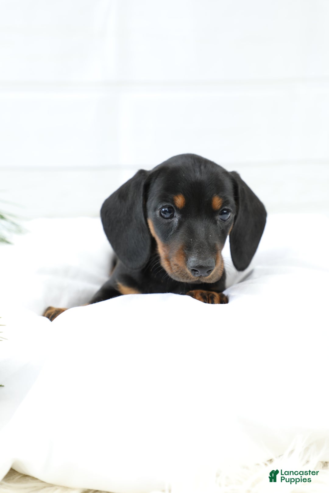 Miniature Dachshund dogs for sale: Bennett - Ad 3