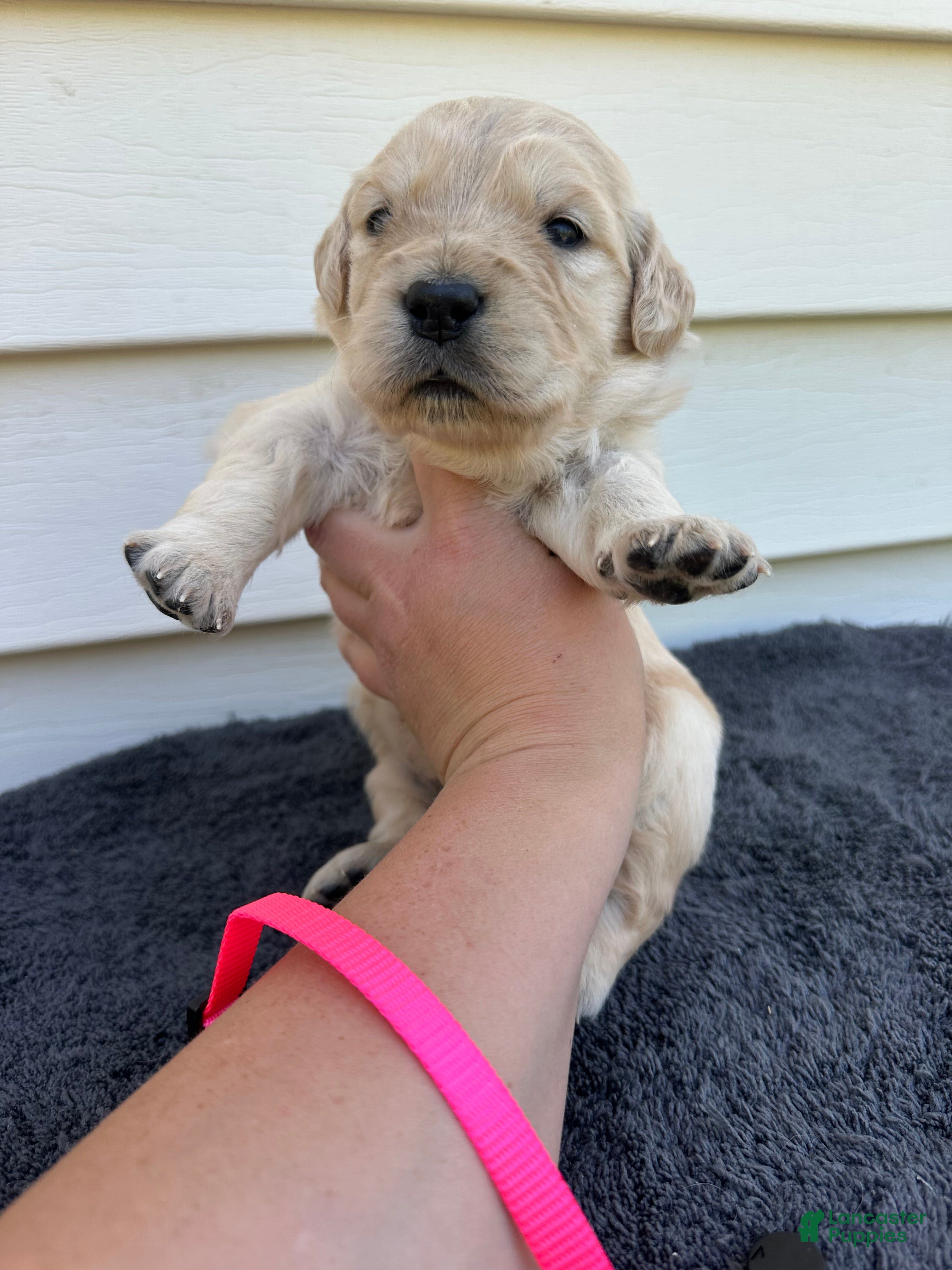 Golden Retriever dogs Penne - Ad 1