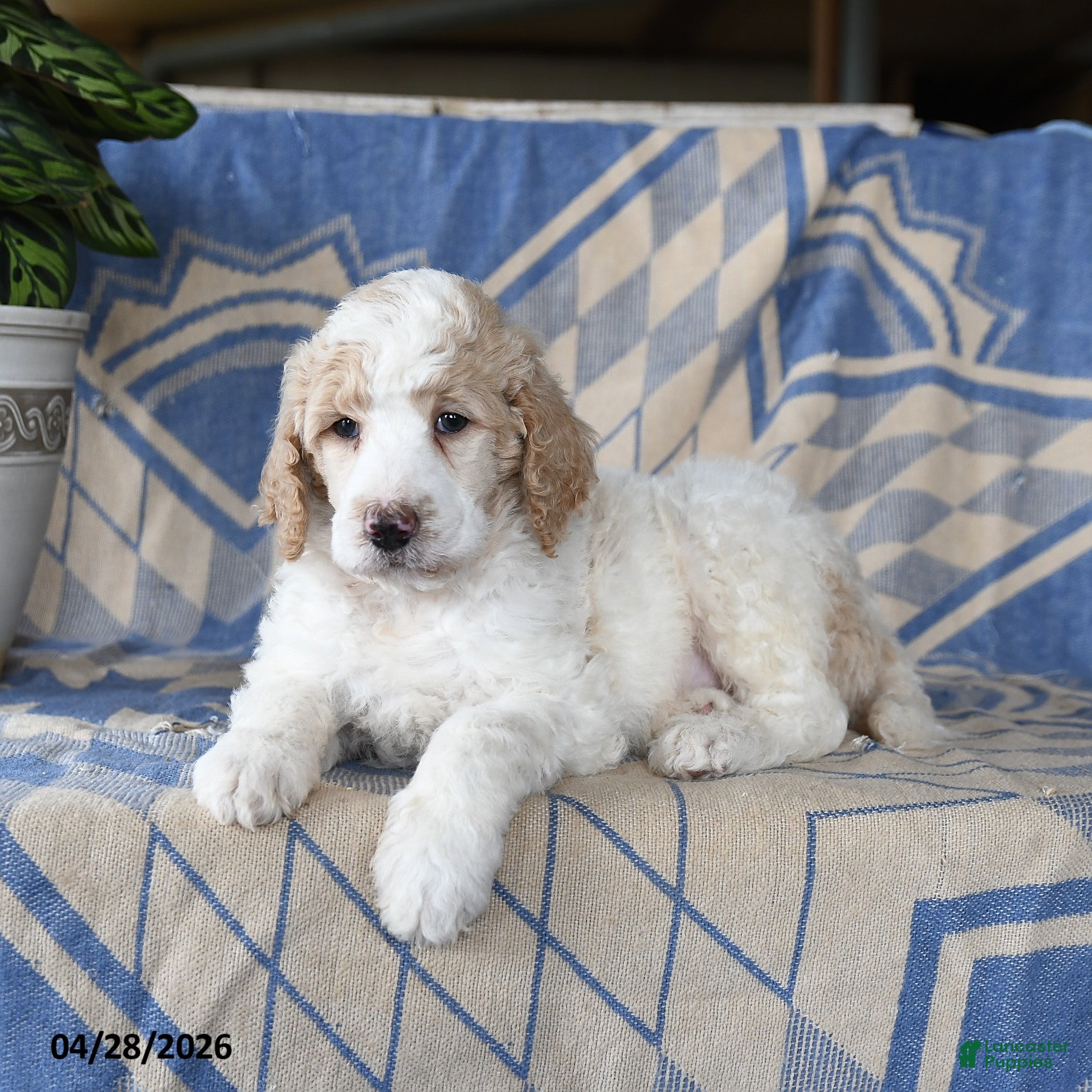 Standard Poodle dogs Phillip - Ad 1