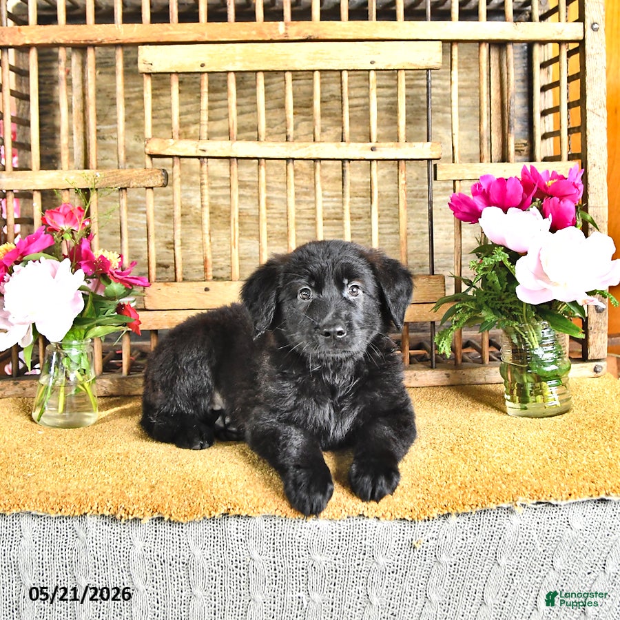 Golden Shepherd dogs Rachel - Ad 2