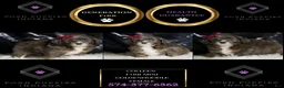 Mini Goldendoodle dogs for sale: Colleen - Ad 6