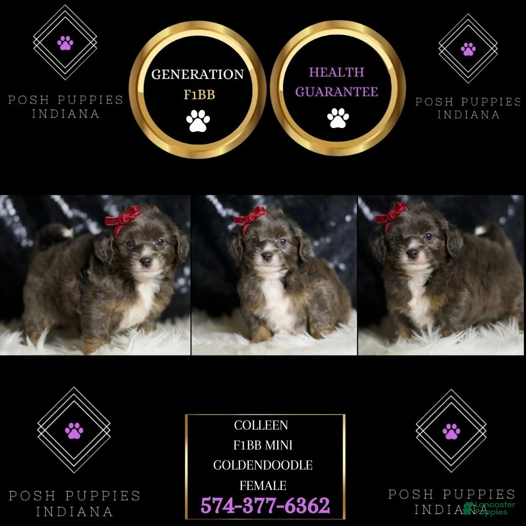 Mini Goldendoodle dogs for sale: Colleen - Ad 6