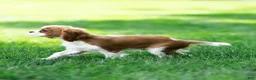 Cavalier King Charles Spaniel dogs for sale: Allen Cavalier King Charles Spaniel Puppy  - Ad 16