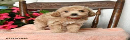 Maltipoo dogs for sale: Sophie - Ad 5