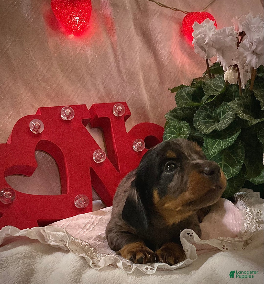 Miniature Dachshund dogs for sale: LuvBug - Ad 9