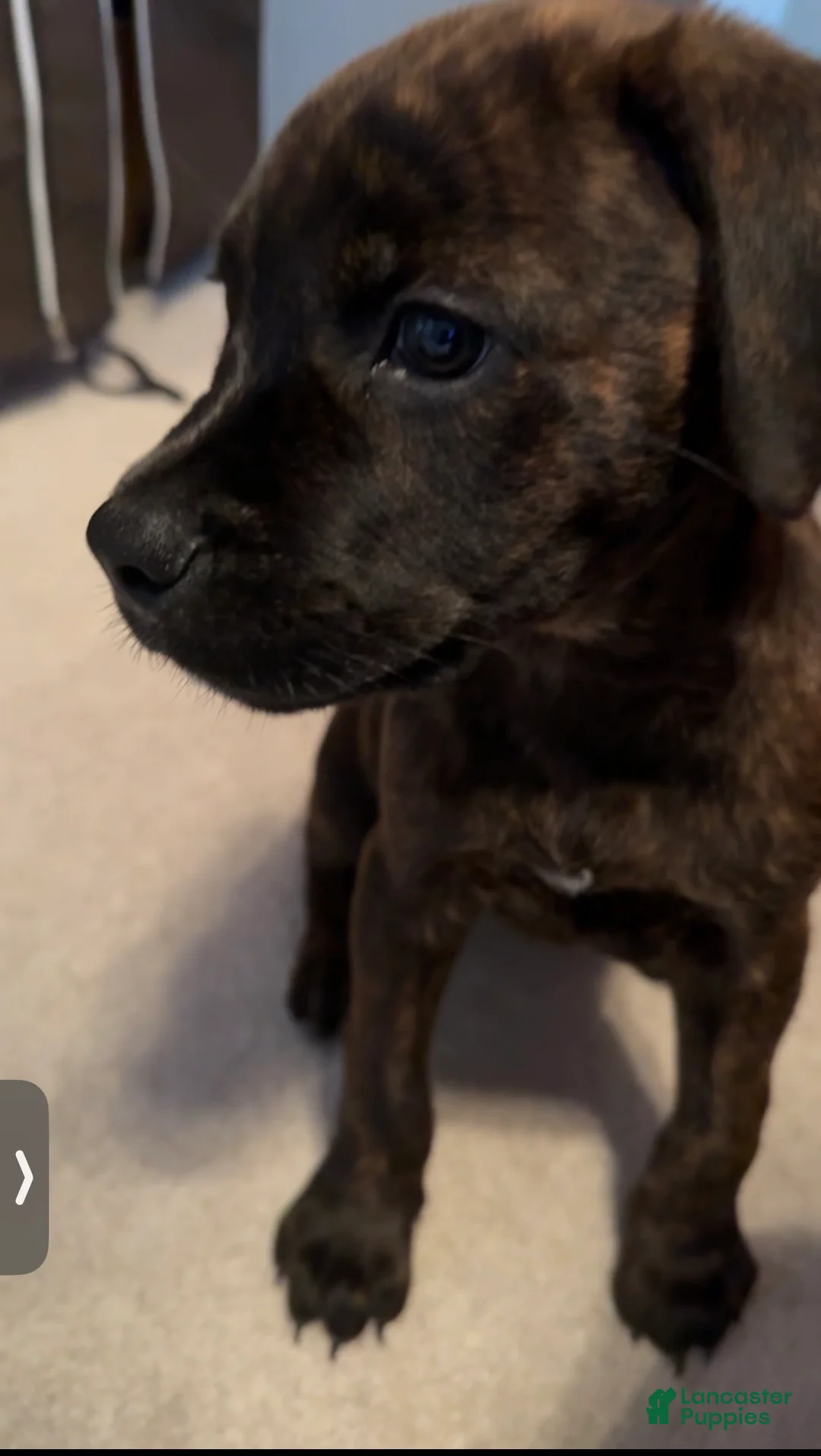 Mixed Breed dogs for sale: Mixed Breed Puppy 1 - Ad 1