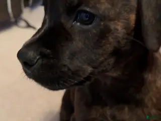 Mixed Breed dogs Mixed Breed Puppy 1 - Ad 17