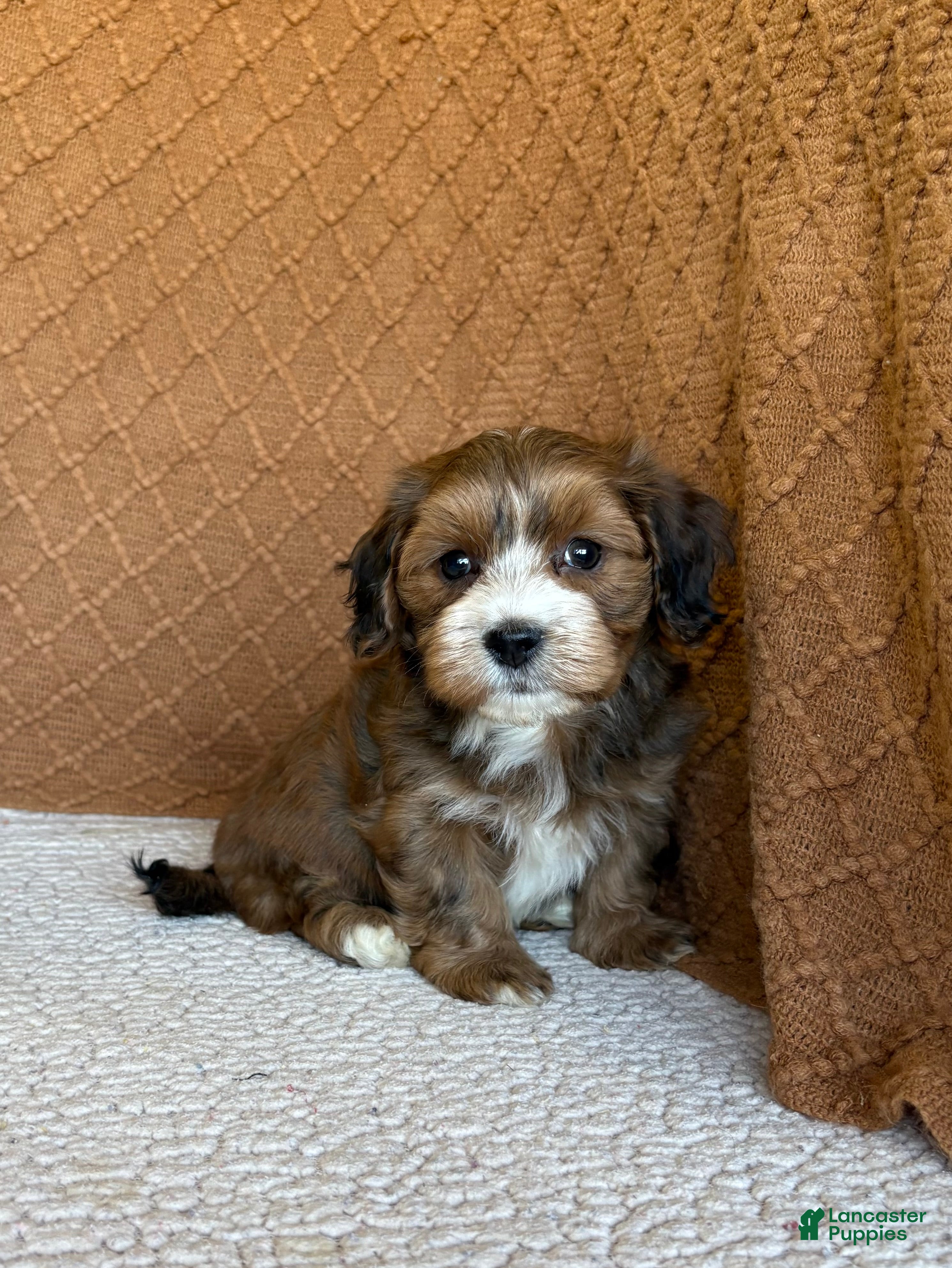 Havanese dogs Echo - Ad 1