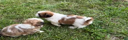 Shih Tzu dogs for sale: Shih Tzu 2 - Ad 4