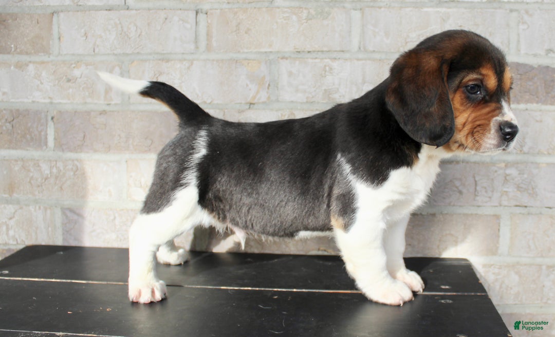 Beagle dogs for sale: Pinto - Ad 2