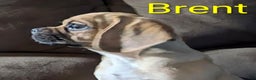 Puggle dogs for sale: Brent - Ad 3