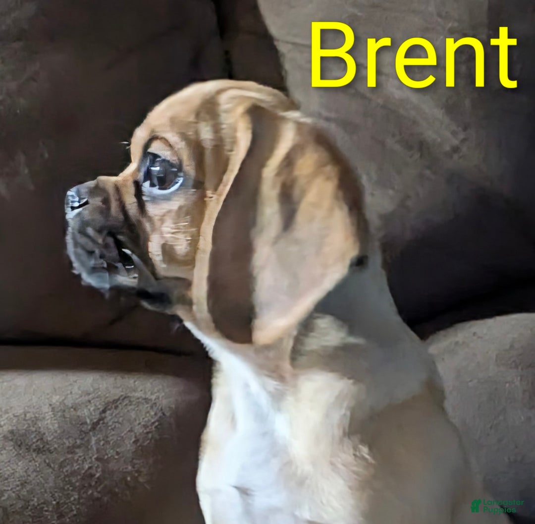 Puggle dogs for sale: Brent - Ad 3