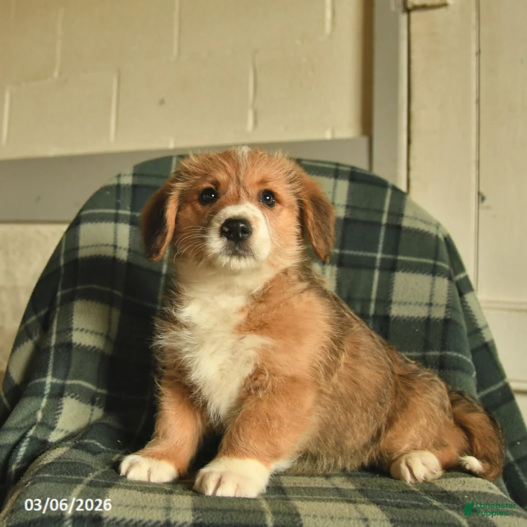 Mixed Breed dogs for sale: Baron - Ad 1