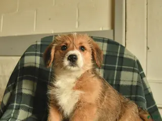 Mixed Breed dogs for sale: Baron - Ad 1