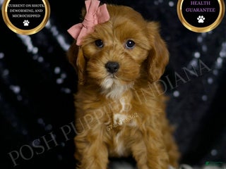 Cavapoo dogs - Ad 20