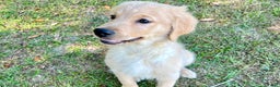Golden Retriever dogs for sale: Golden Retriever Puppy 1 - Ad 7