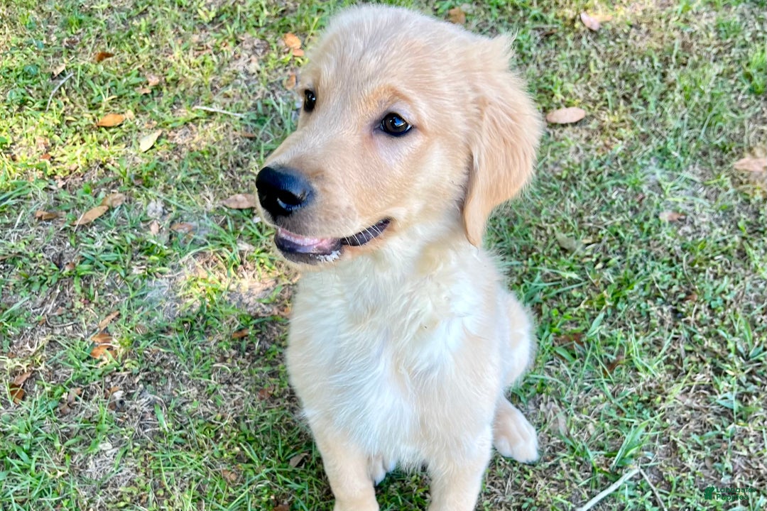 Golden Retriever dogs for sale: Golden Retriever Puppy 1 - Ad 7