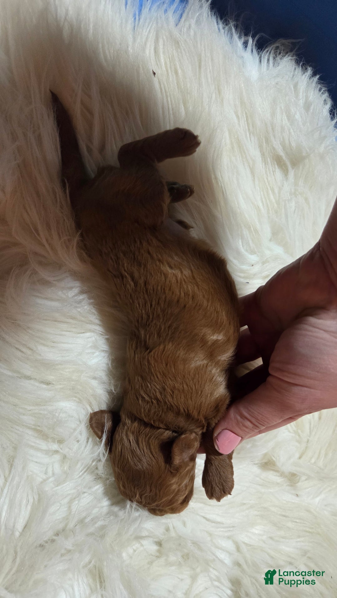 Cavapoo dogs for sale: Graham - Ad 5