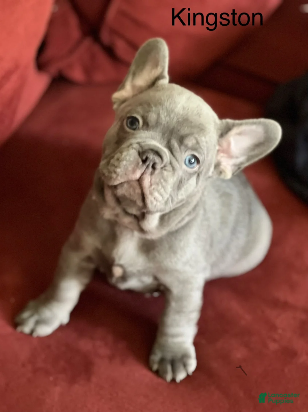 French Bulldog dogs for sale: French Bulldog Puppy 2 - Ad 1