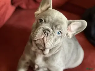 French Bulldog dogs French Bulldog Puppy 2 - Ad 32