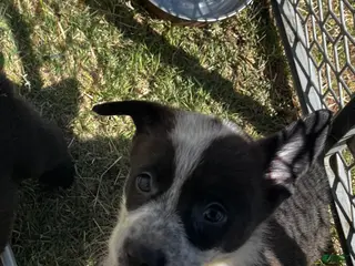 Welsh Corgi Pembroke dogs Welsh Corgi Pembroke Puppy 2 - Ad 8