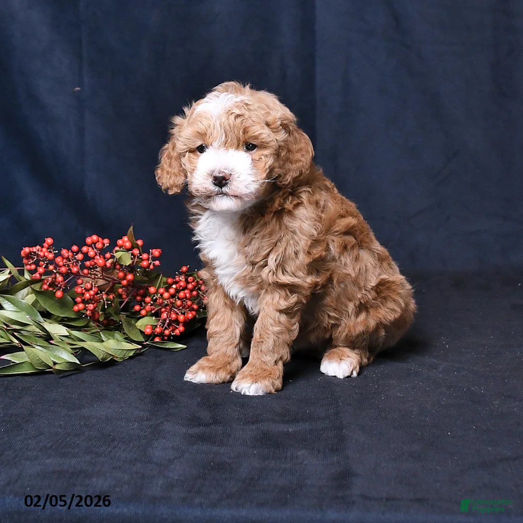 Toy Poodle dogs for sale: Nichole - Ad 1