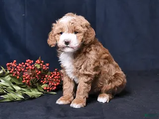 Toy Poodle dogs Nichole - Ad 12