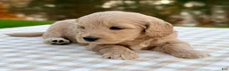 Goldendoodle dogs for sale: Acorn-mini  - Ad 7