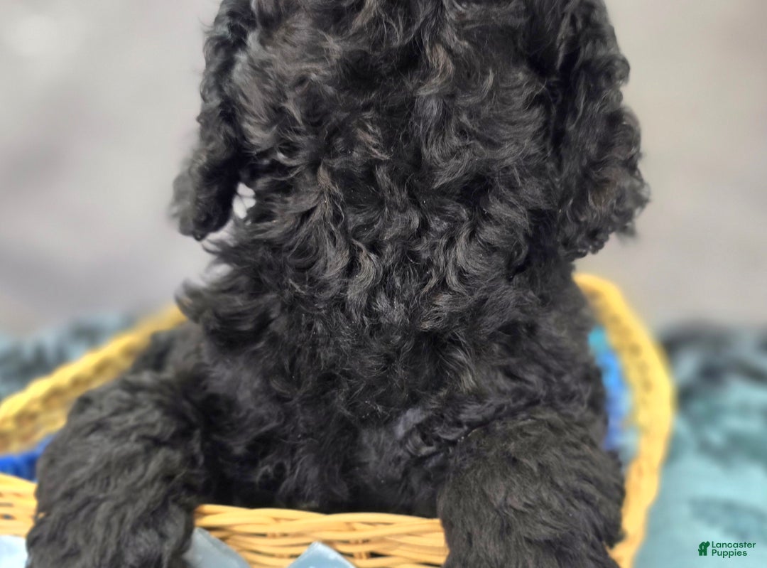 Cockapoo dogs for sale: Foggy - Ad 5