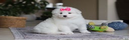 Samoyed dogs for sale: Poppy - Ad 1