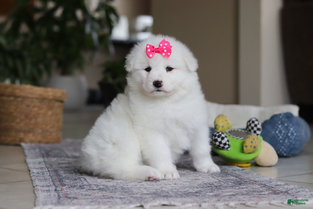 Samoyed dogs for sale: Poppy - Ad 1