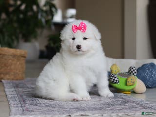 Samoyed dogs Poppy - Ad 1