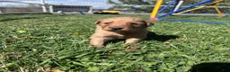 Golden Retriever dogs for sale: Buddy (Orange) - Ad 6