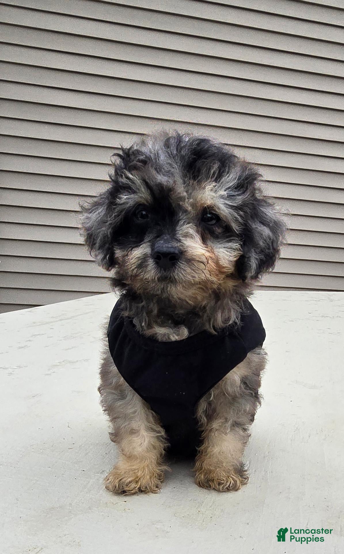 Gizmo, Toy Poodle