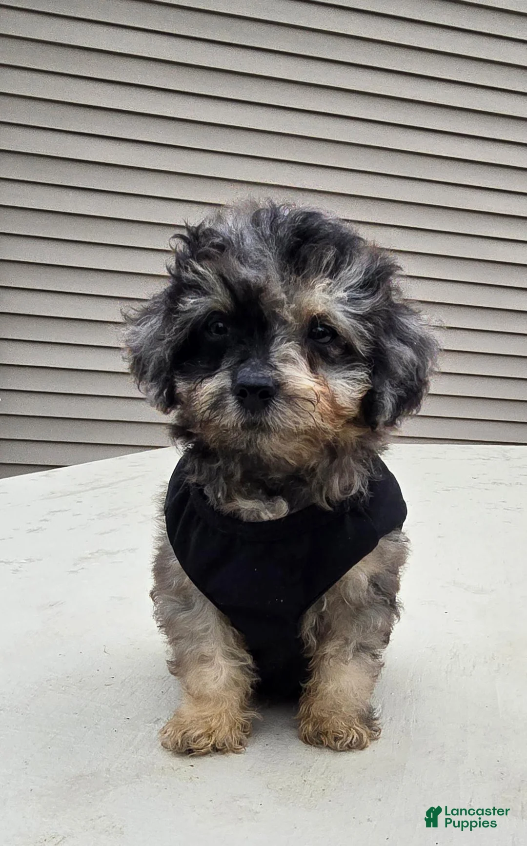 Toy Poodle dogs for sale: Gizmo - Ad 16
