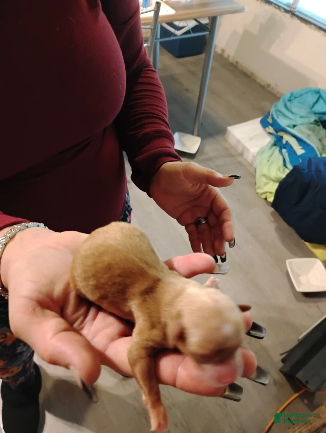 Chihuahua dogs for sale: Chihuahua Puppy 2 - Ad 1