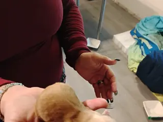 Chihuahua dogs Chihuahua Puppy 2 - Ad 2