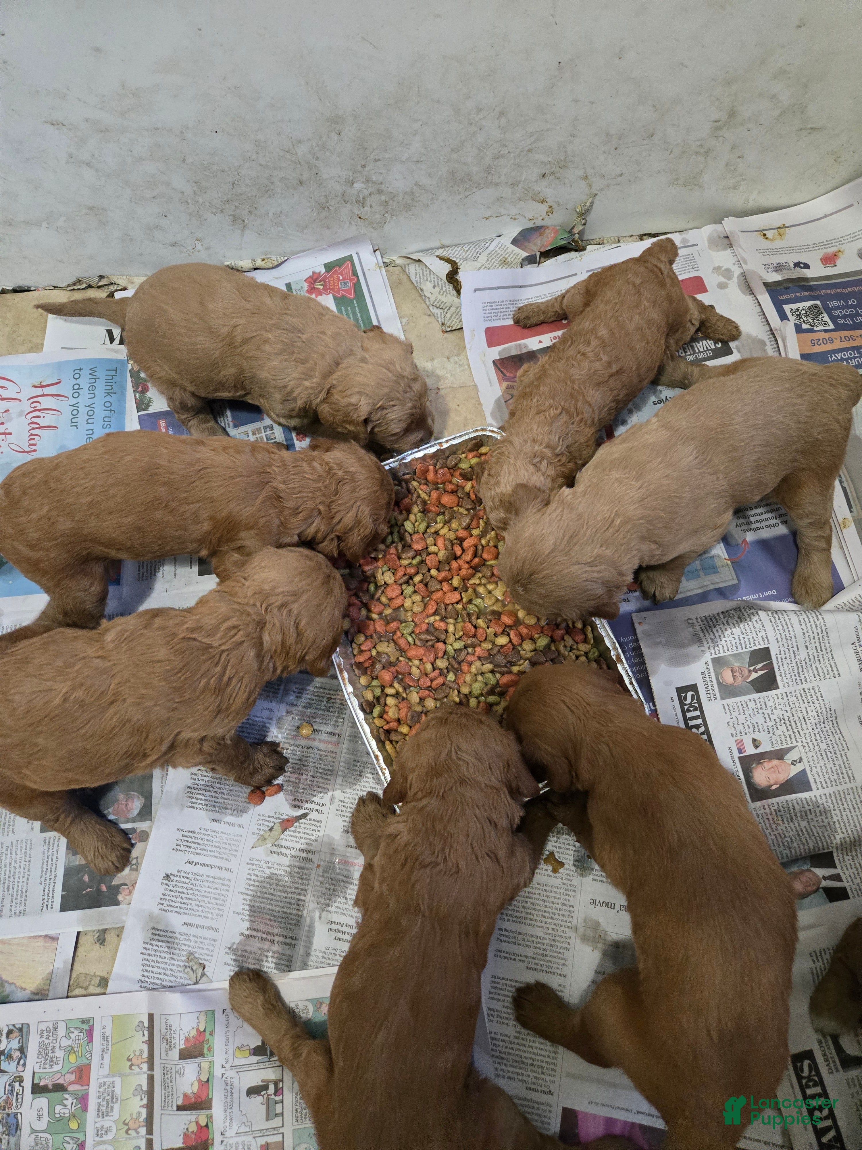Goldendoodle dogs Goldendoodle Puppy 1 - Ad 32