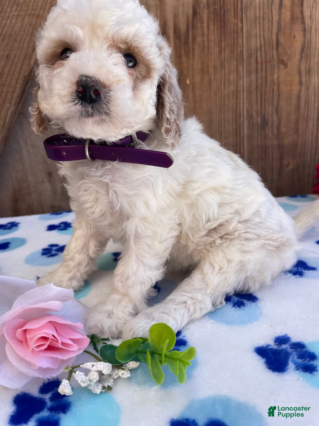 Mini Goldendoodle dogs for sale: Daisy - Ad 2