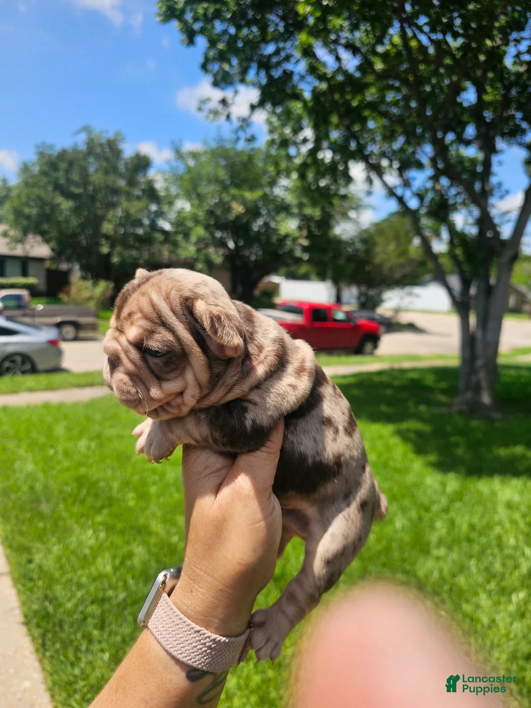 French Bulldog dogs for sale: French Bulldog 2 - Ad 1