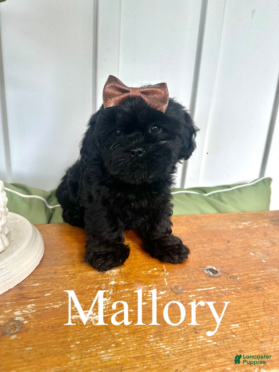 Mixed Breed dogs Mallory - Ad 1