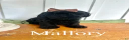 Mixed Breed dogs for sale: Mallory - Ad 1