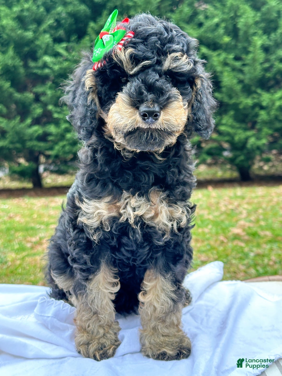 Miniature Poodle dogs for sale: Fiona - Ad 4