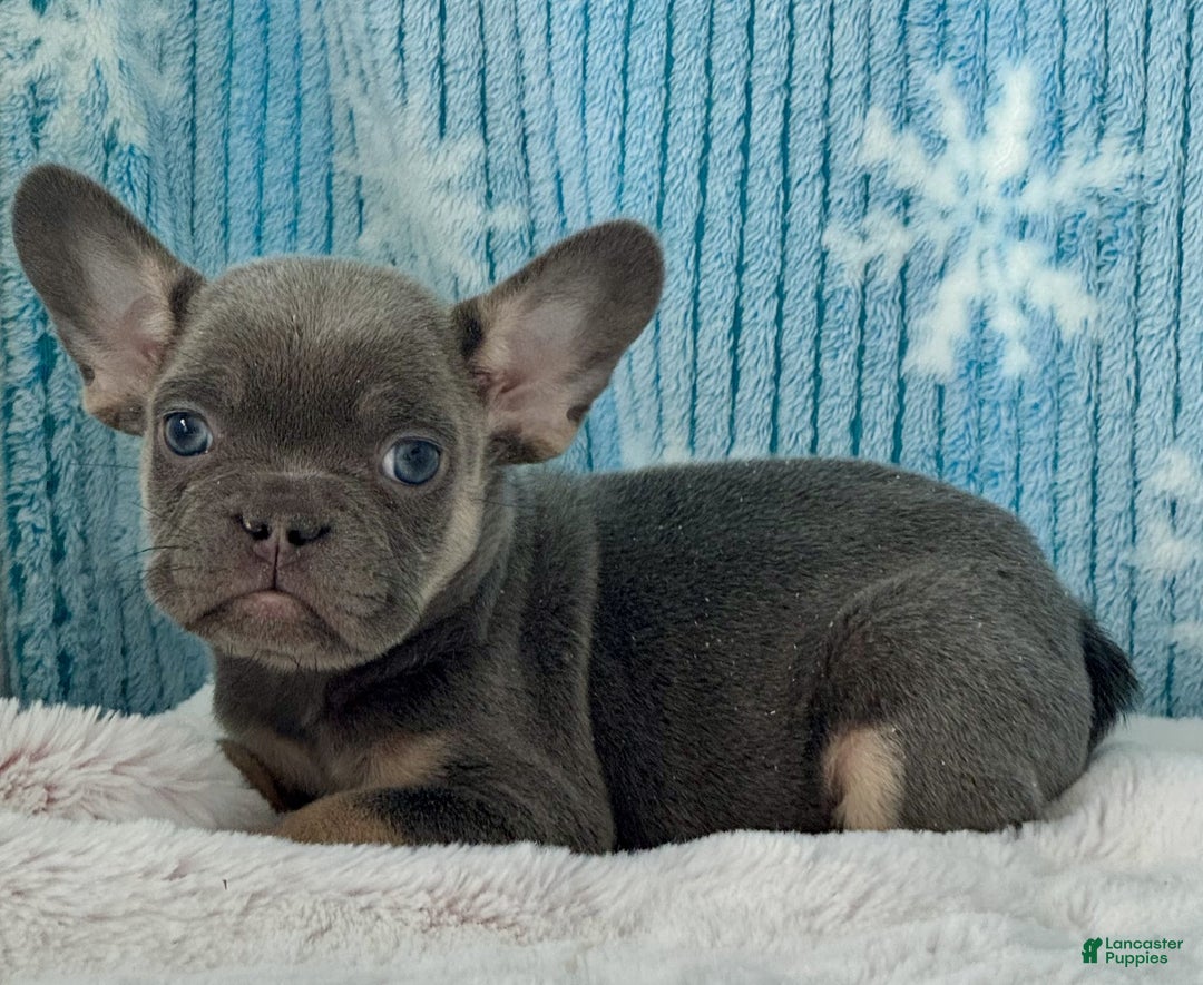 French Bulldog dogs for sale: Dexter - Ad 5