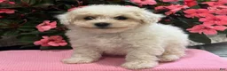 Bichpoo dogs for sale: Kayla - Ad 7