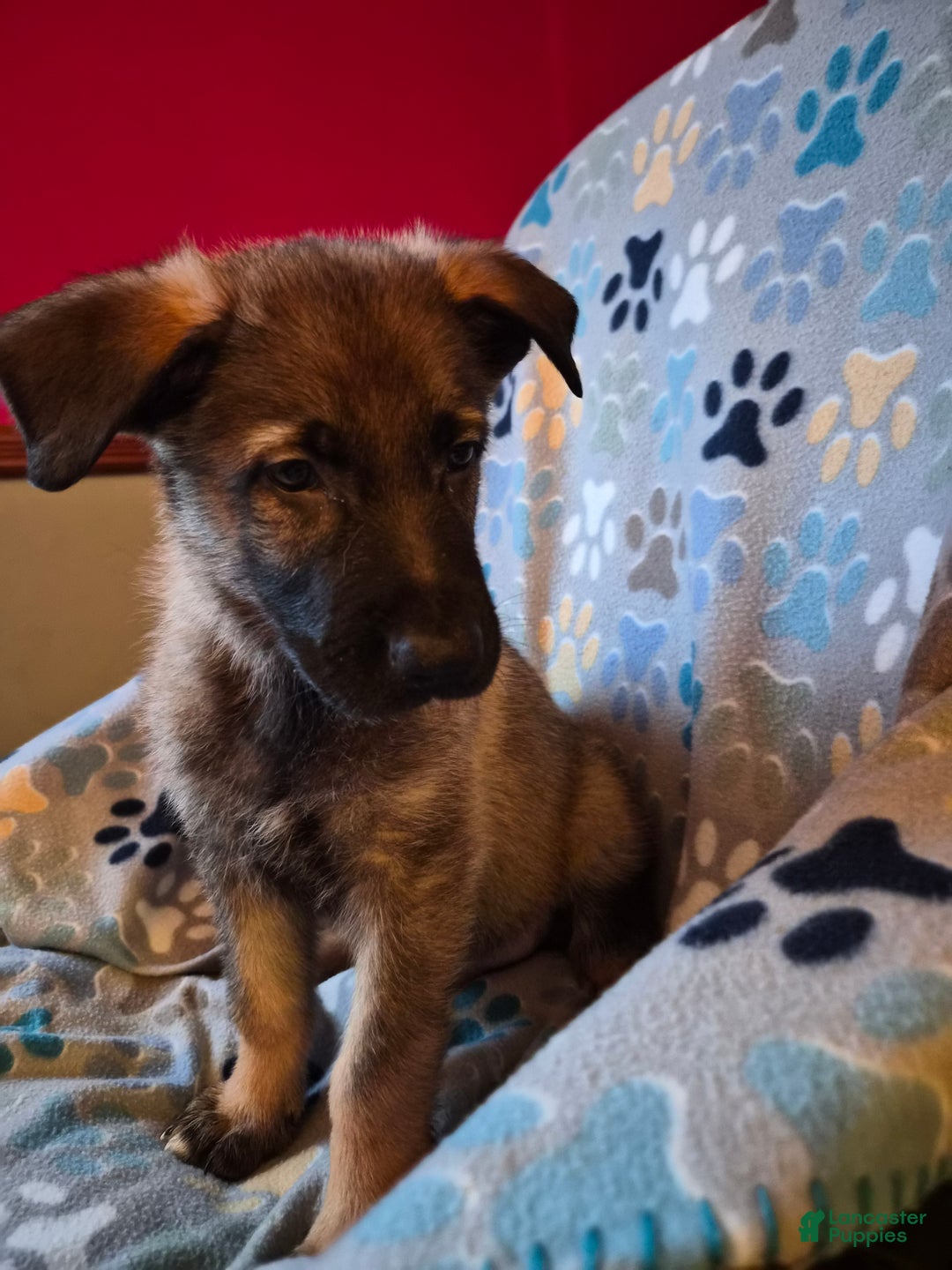 German Shepherd dogs for sale: German Shepherd Puppy 1 - Ad 19