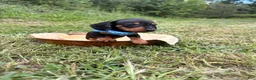 Miniature Dachshund dogs for sale: Miniature Dachshund Ziggy 💙 - Ad 6
