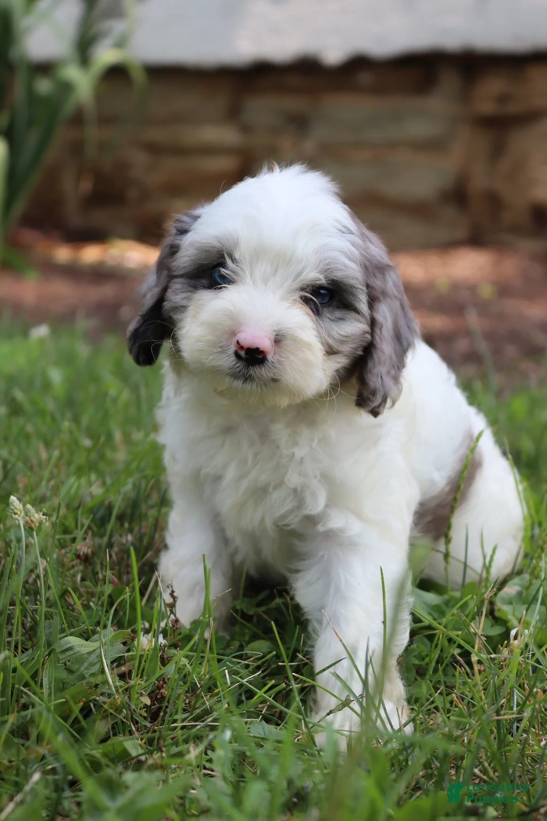 Cavapoo dogs for sale: Gumbo - Ad 1